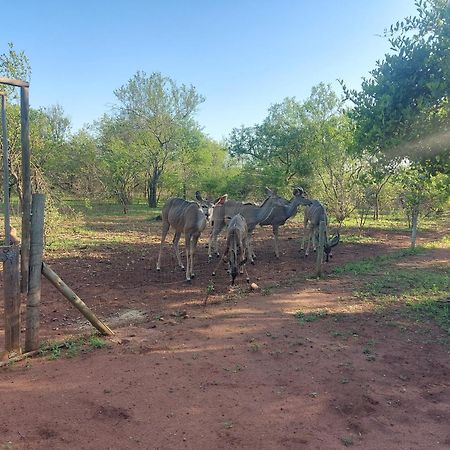 Call Of The Wild Lodge Hoedspruit Eksteriør billede