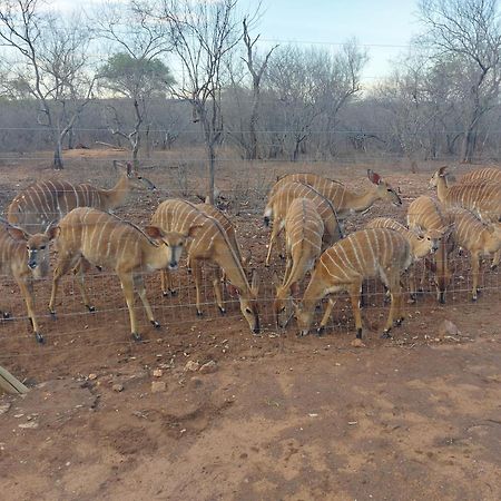 Call Of The Wild Lodge Hoedspruit Eksteriør billede
