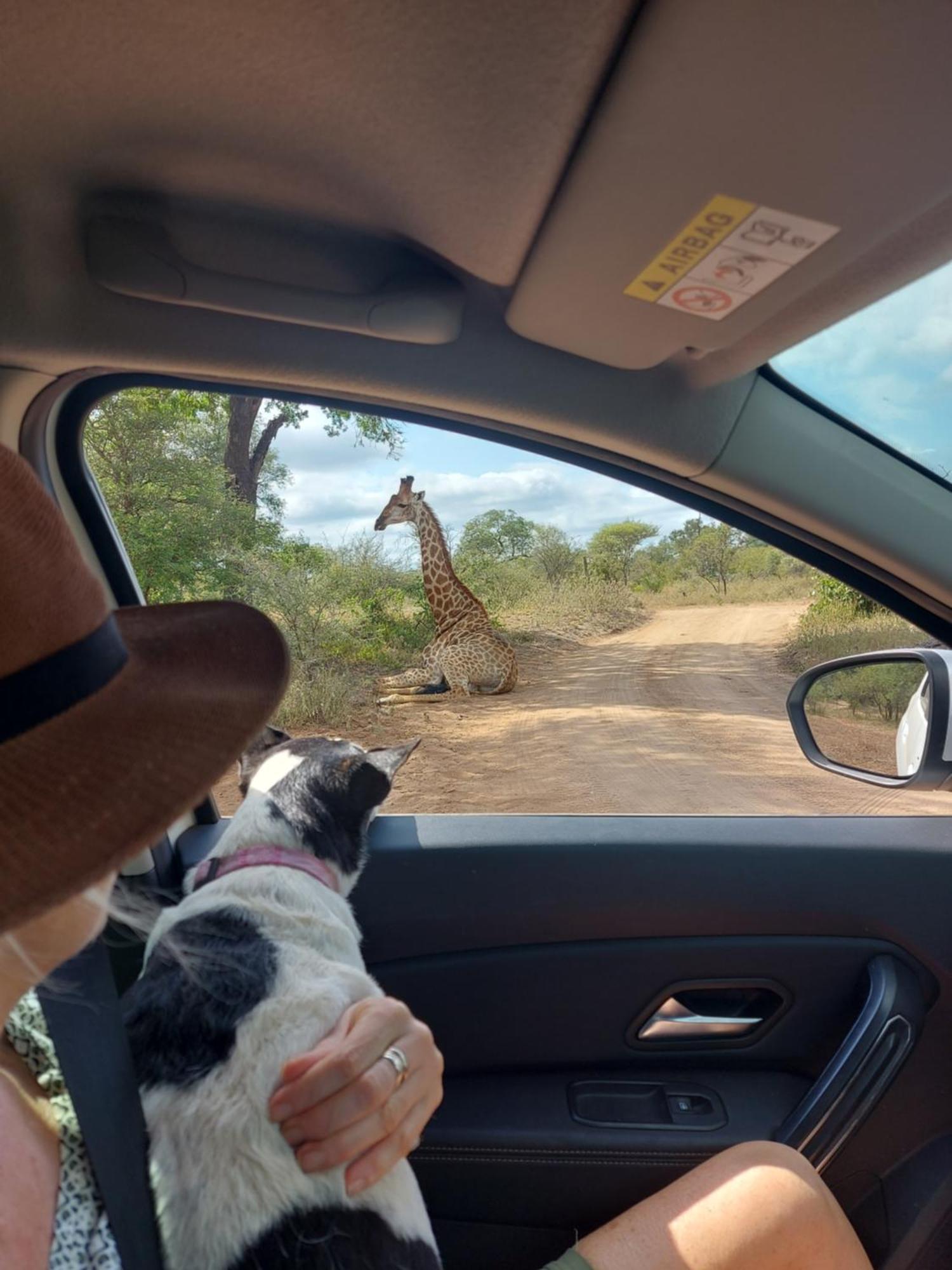 Call Of The Wild Lodge Hoedspruit Eksteriør billede