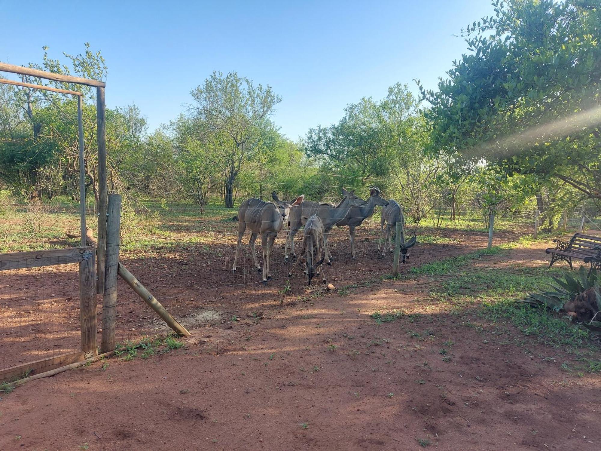 Call Of The Wild Lodge Hoedspruit Eksteriør billede