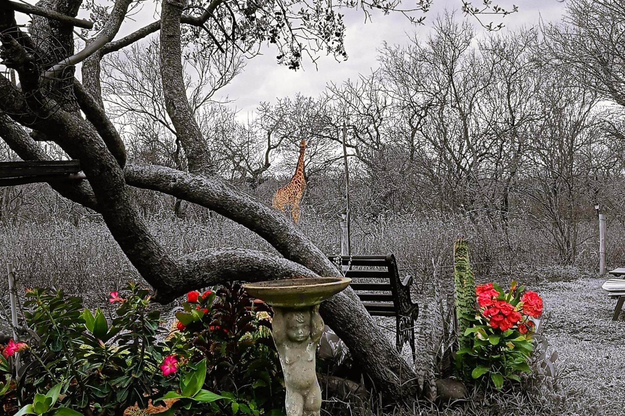 Call Of The Wild Lodge Hoedspruit Eksteriør billede
